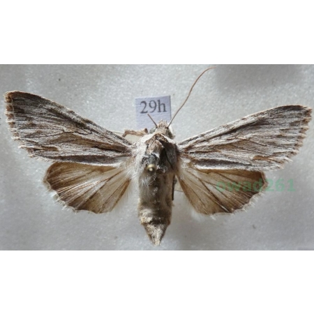 Leucania comma (Linnaeus, 1761) Czech29h